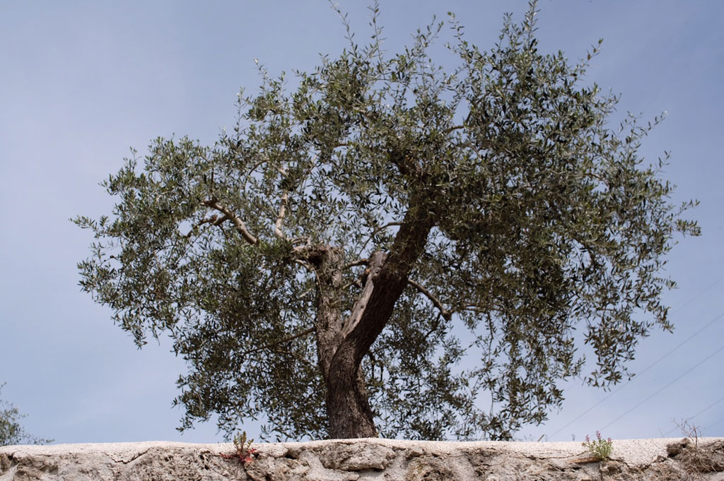 Olio Pietra Vergine